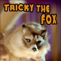 Tricky The Fox Spring Animal like Rocky Raccoon